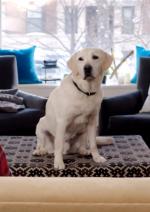 Розлучення з хвостом