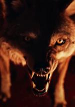 День койота