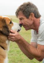 Життя і мета собаки