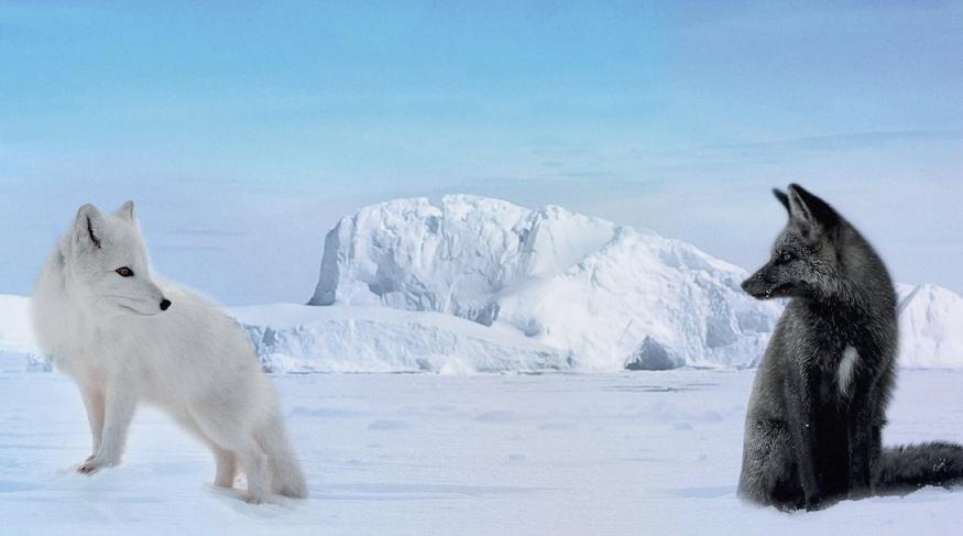 Кіна та Юк: Пухнасті пригоди