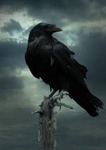 Чорний ворон
