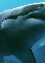 Синя безодня