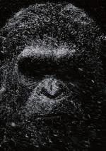 Війна за планету мавп